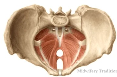Мышцы тазового дна, Мышцы тазового дна вид спереди